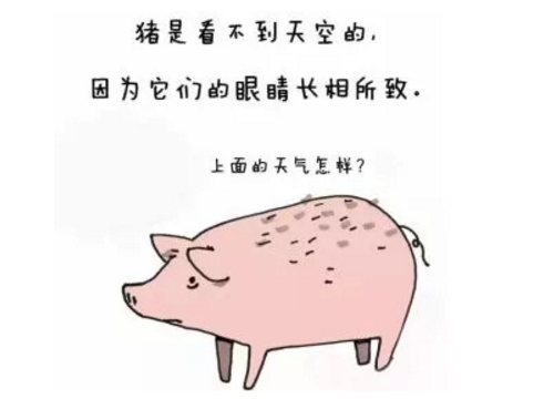 豬的視力