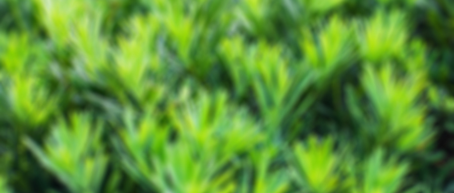 白內障人工晶體